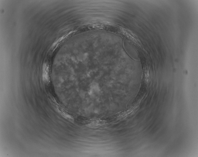 X0000081331060200701251827