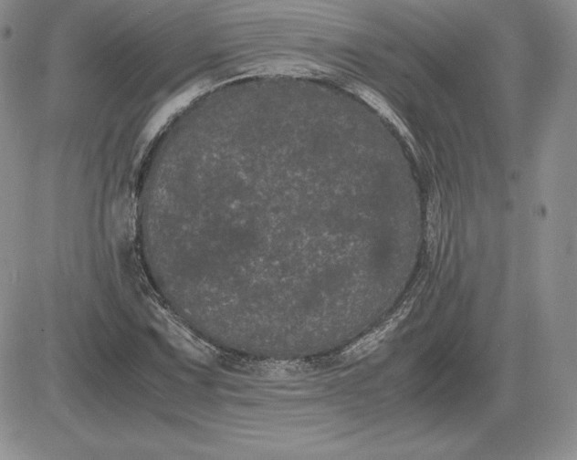 X0000081331067200701251827