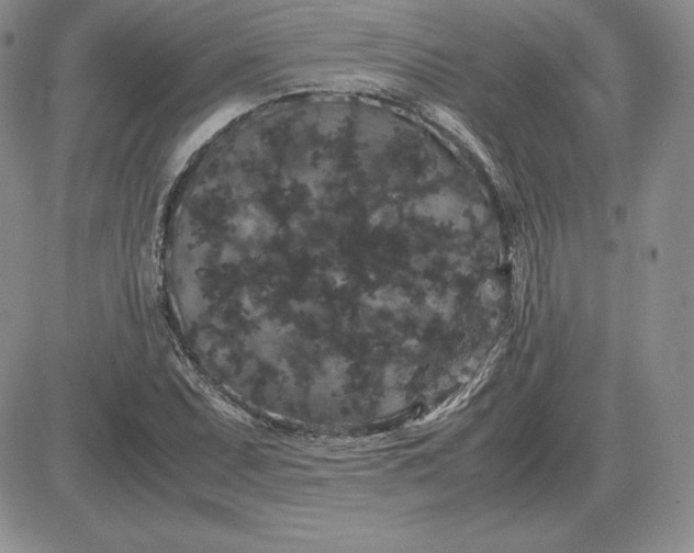 X0000081331071200701251827