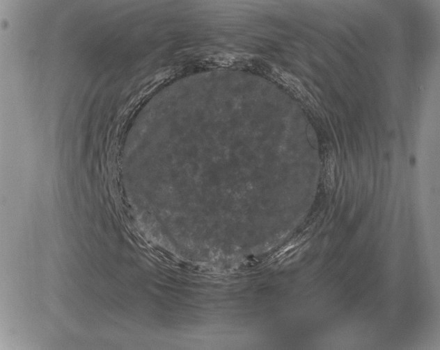 X0000081331105200701251826