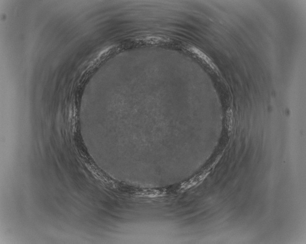 X0000081331111200701251826
