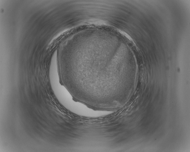 X0000081331112200701251826