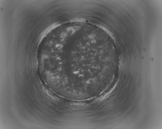 X0000081331117200701251826