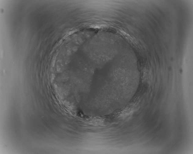 X0000081331153200701251826