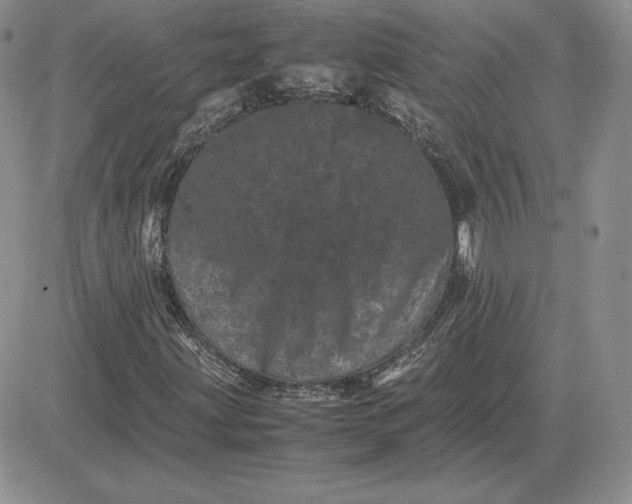 X0000081331203200701251824