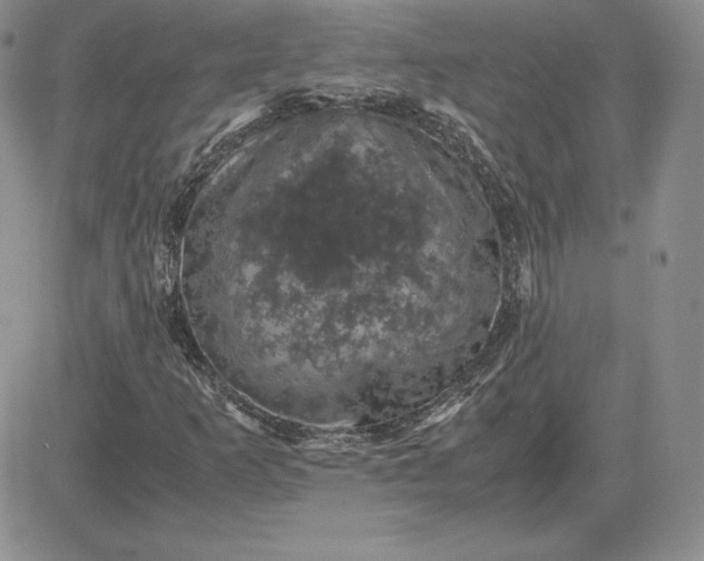 X0000081331253200701251824