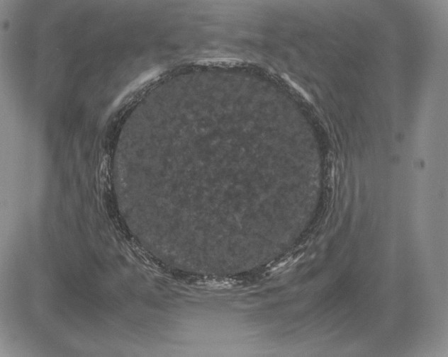 X0000081331351200701251823