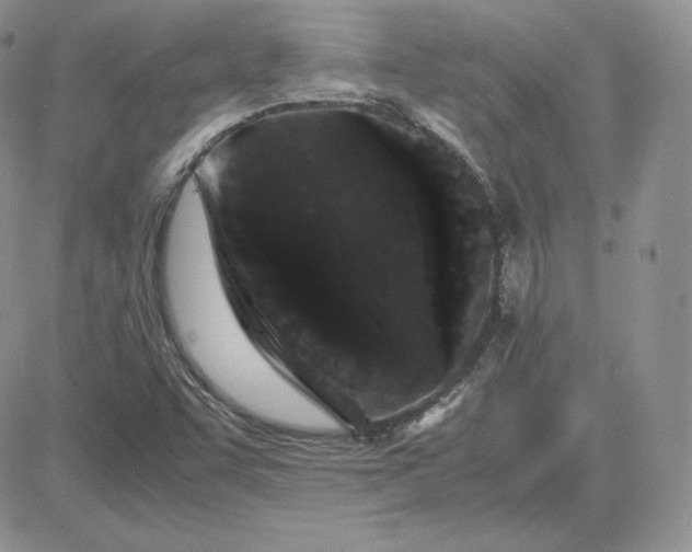 X0000081331455200701251821