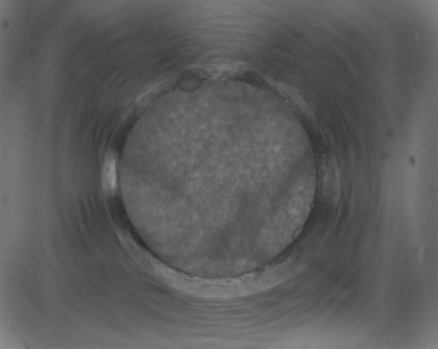 X0000081330042200702020035