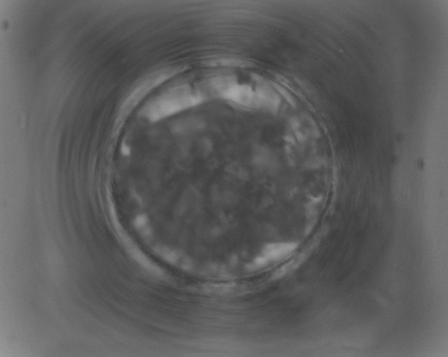 X0000081330049200702020034