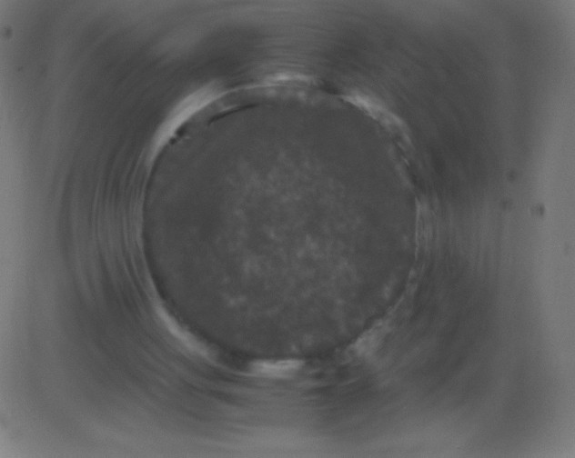 X0000081330051200702020034