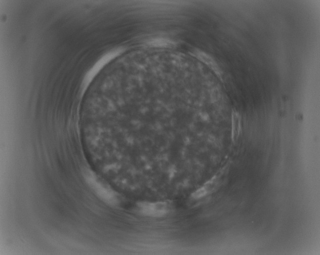 X0000081330147200702020033
