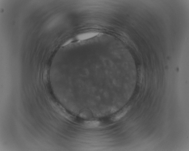 X0000081330266200702020032