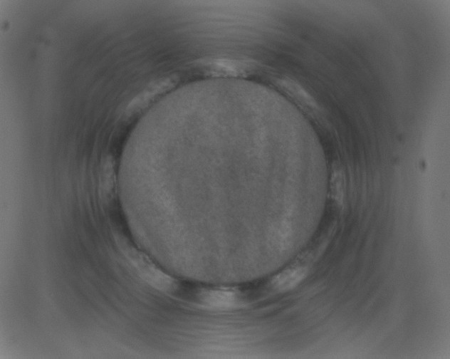 X0000081330318200702020031