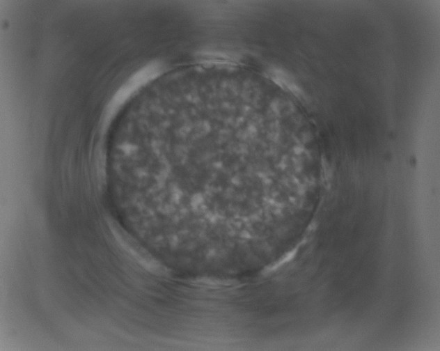 X0000081330343200702020030