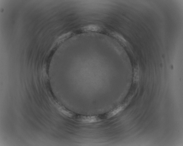 X0000081330377200702020030