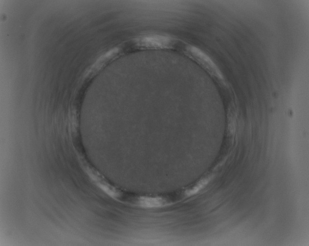 X0000081330457200702020028