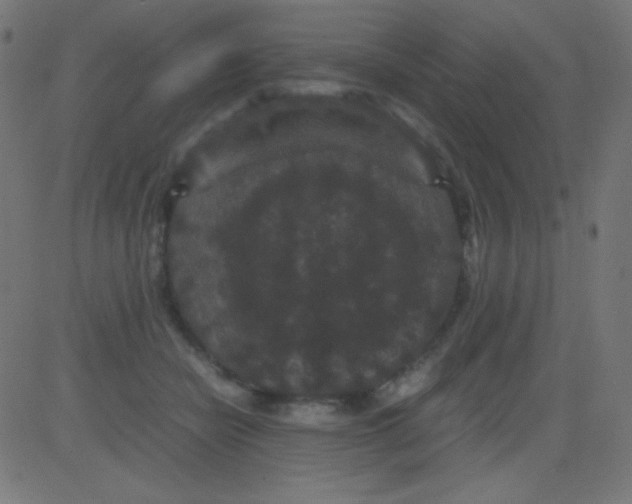 X0000081330462200702020029