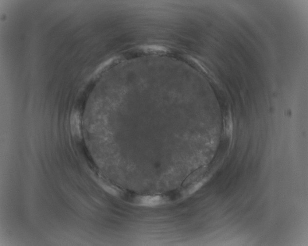 X0000081330575200702020027