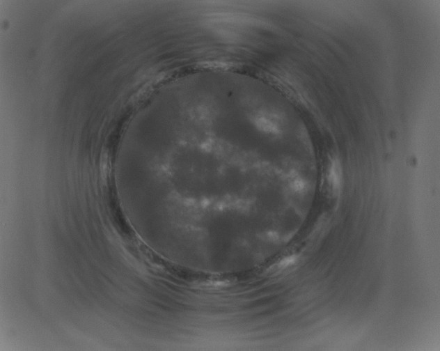 X0000081330647200702020025