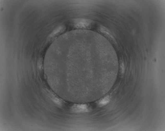 X0000081330665200702020026