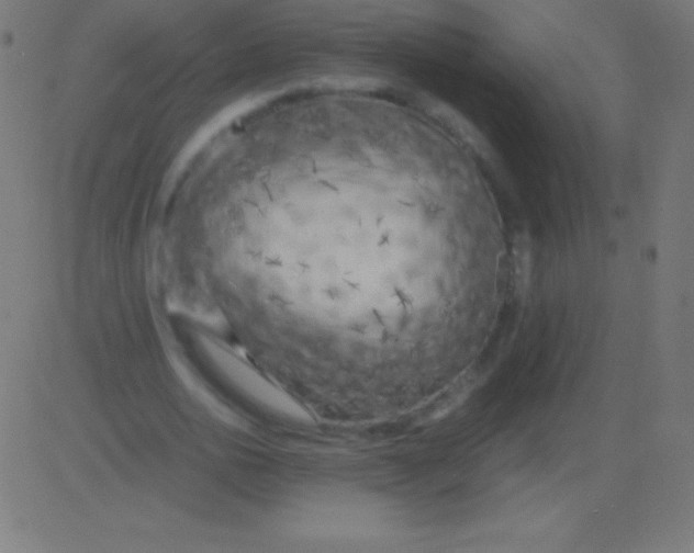 X0000081330726200702020023