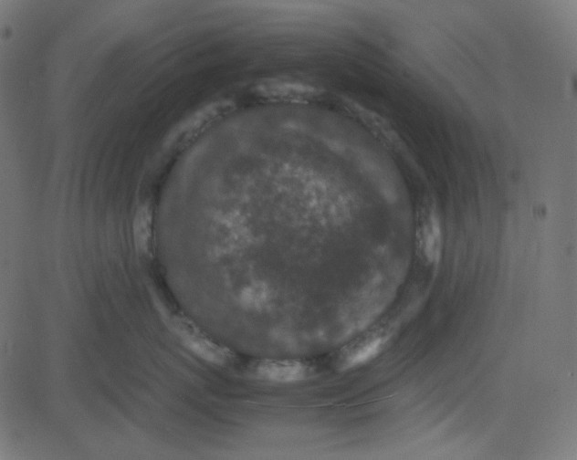 X0000081330767200702020024