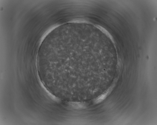 X0000081330855200702020022