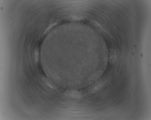 X0000081330866200702020022
