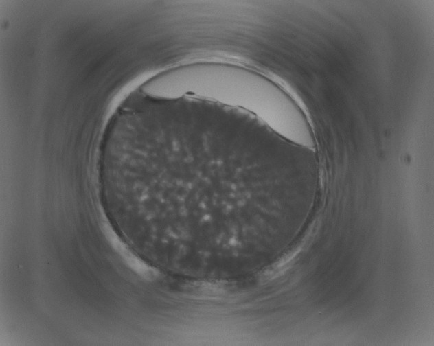 X0000081330995200702020020