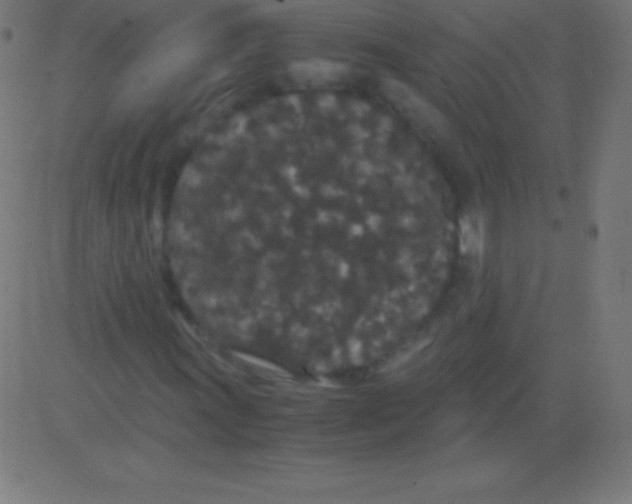 X0000081331011200702020019