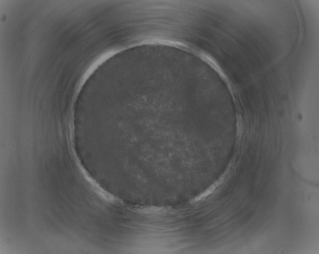 X0000081331048200702020019