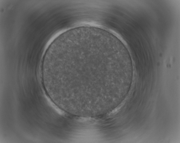 X0000081331056200702020019