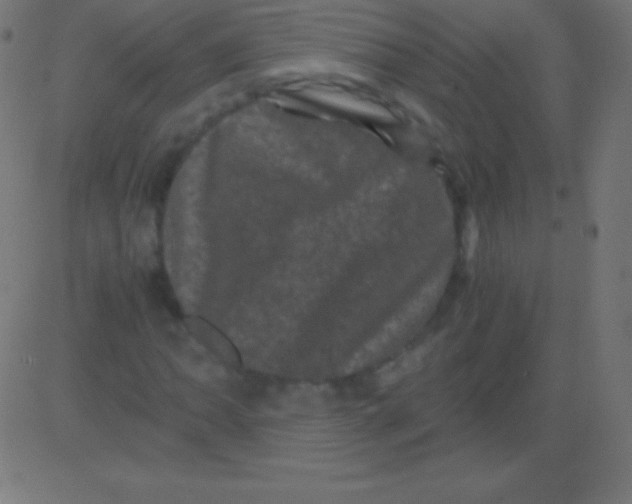X0000081331062200702020019