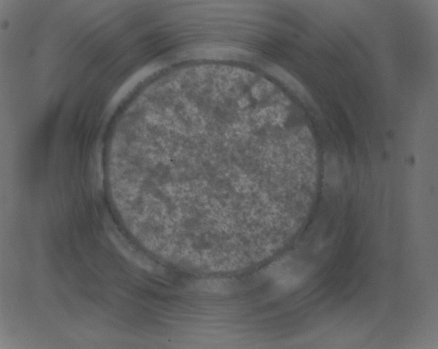 X0000081331078200702020018