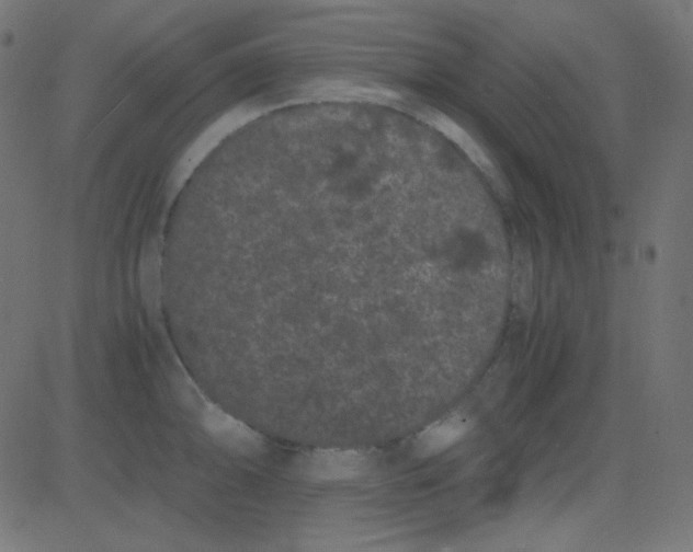 X0000081331094200702020018