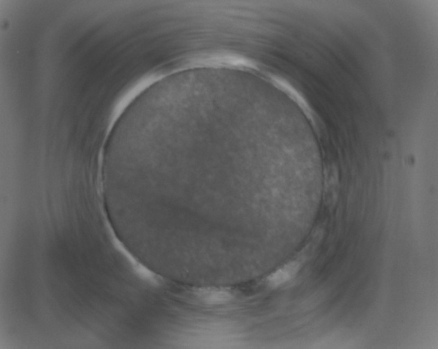 X0000081331103200702020018
