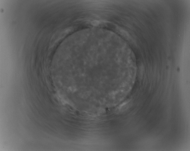 X0000081331105200702020017