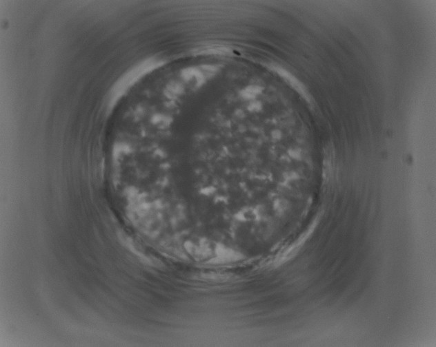 X0000081331117200702020017