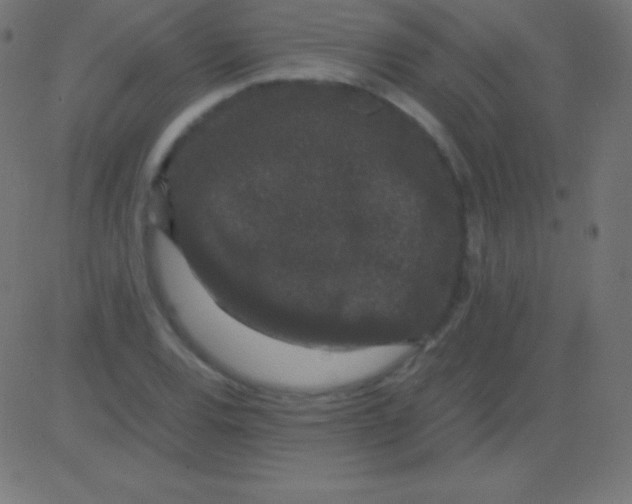 X0000081331120200702020017