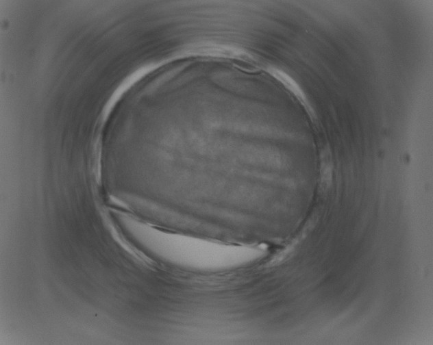 X0000081331128200702020017