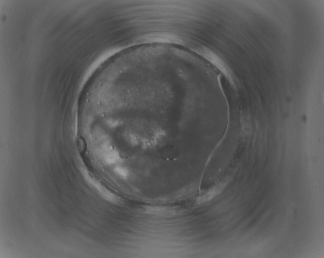 X0000081331132200702020018