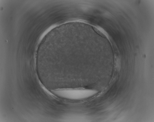 X0000081331151200702020018