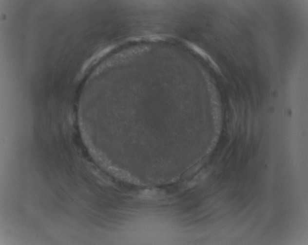 X0000081331160200702020017