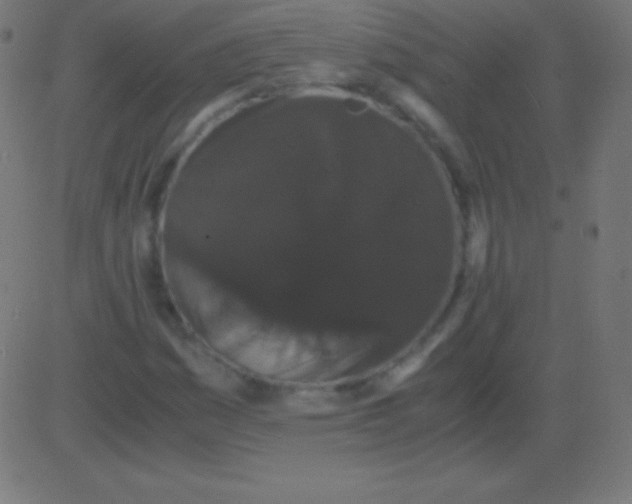 X0000081331161200702020017