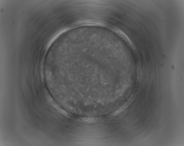 X0000081331182200702020017