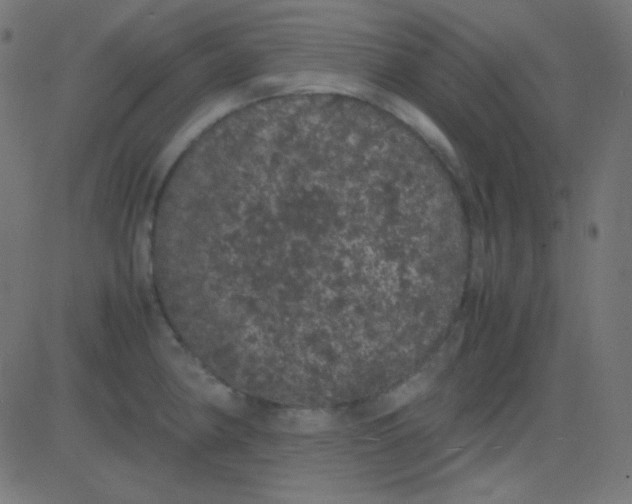 X0000081331190200702020016