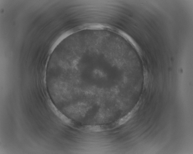 X0000081331194200702020016