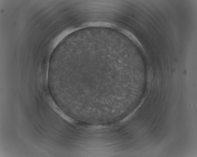 X0000081331228200702020016