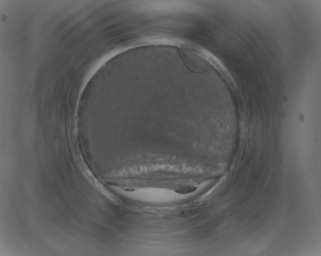 X0000081331236200702020016